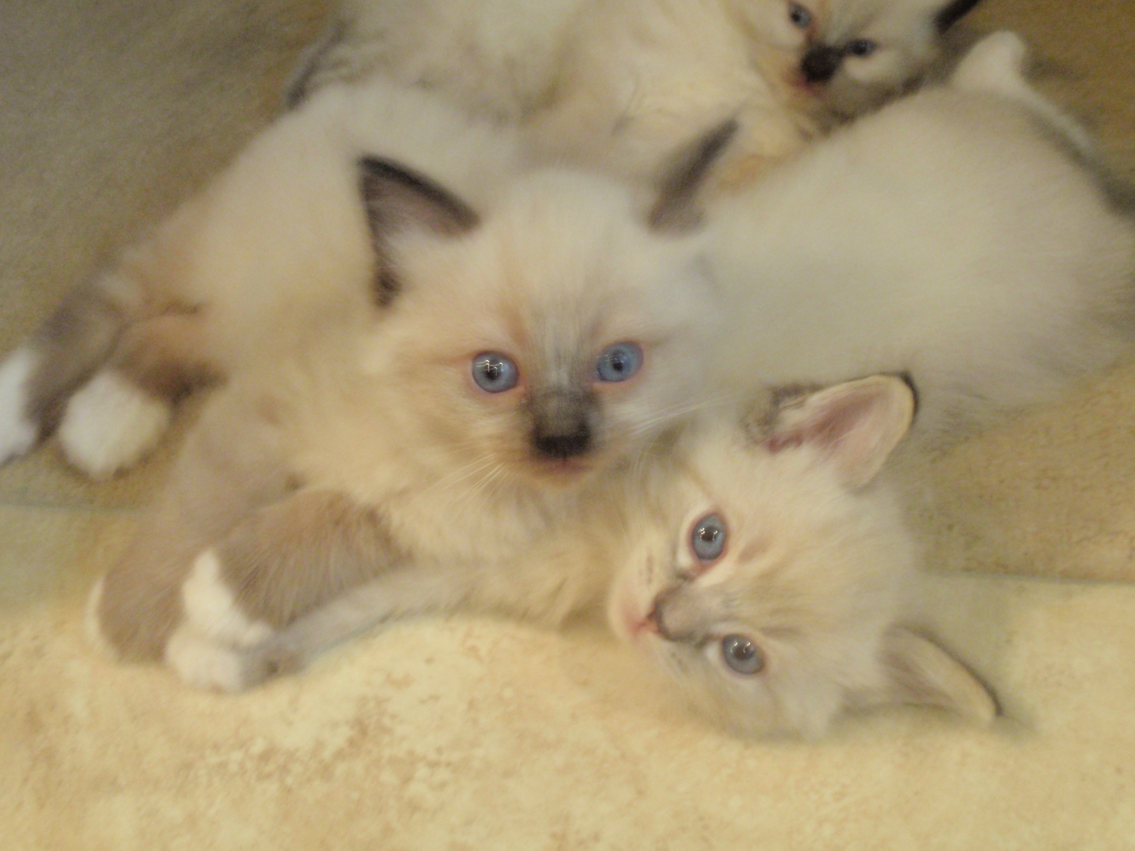 burmese ragdoll